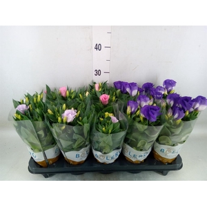 Eustoma russ. DU 'Bolero'   ...mix