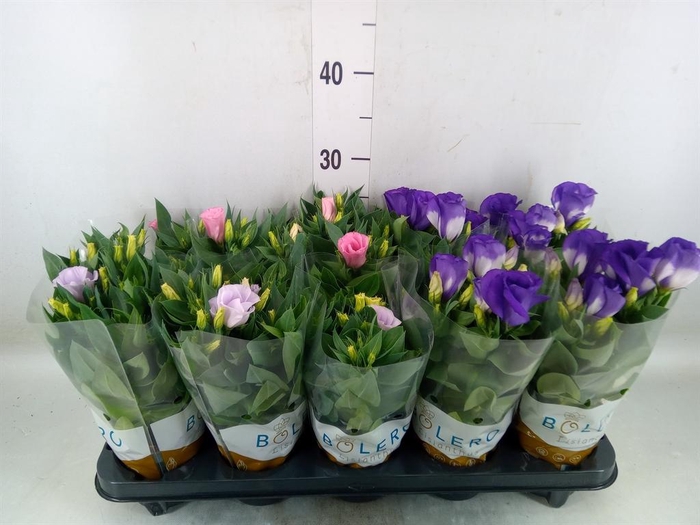 <h4>Eustoma russ. DU 'Bolero'   ...mix</h4>