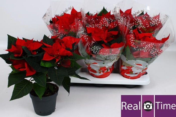 <h4>EUPHOR P CHR EVE</h4>