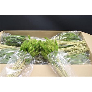 Lagurus Mos Green X30