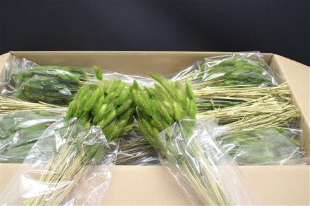 <h4>Lagurus Mos Green X30</h4>