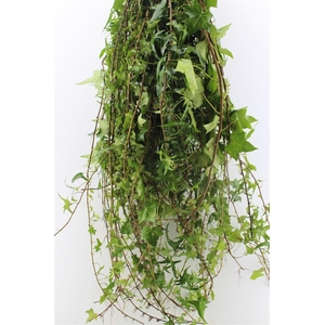Hedera Rank Green