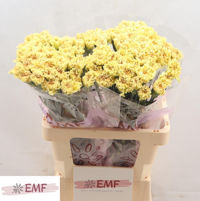 <h4>DI ST MALI+</h4>