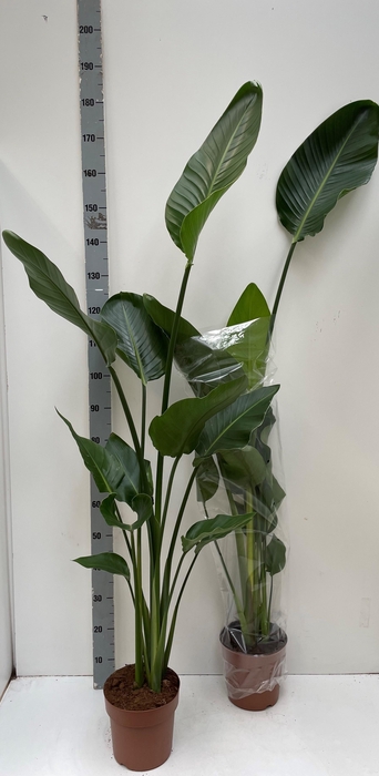 <h4>STRELITZIA NICOLAI</h4>