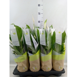 Spathiphyllum  'Strauss'