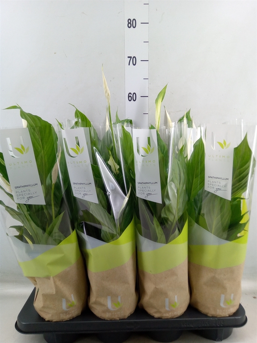 <h4>Spathiphyllum  'Strauss'</h4>