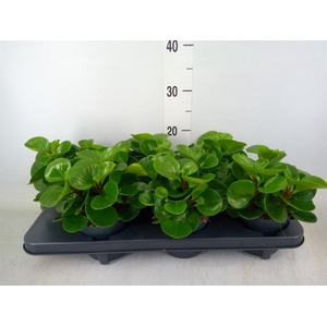 Peperomia obt. 'Green Gold'