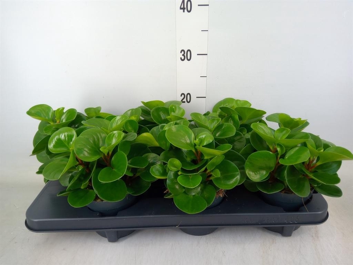 <h4>Peperomia obt. 'Green Gold'</h4>