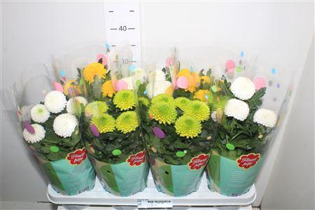 <h4>Chrys Fp Gem</h4>