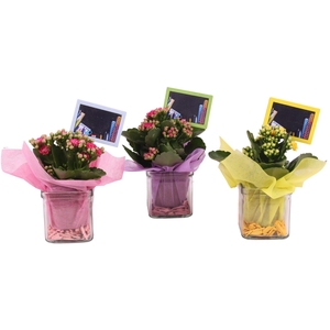 Thank you Teacher Arr. Indoor Glass Square Ø08cm 1PP