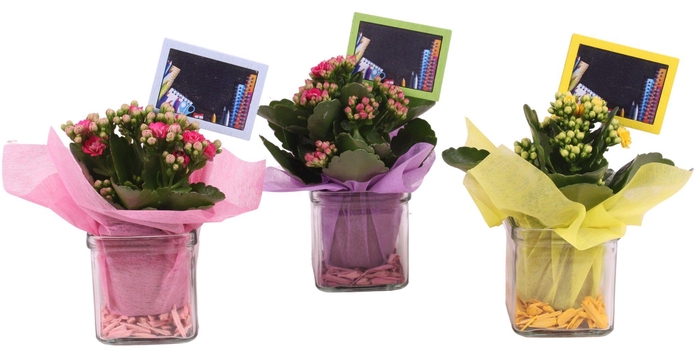<h4>Thank you Teacher Arr. Indoor Glass Square Ø08cm 1PP</h4>