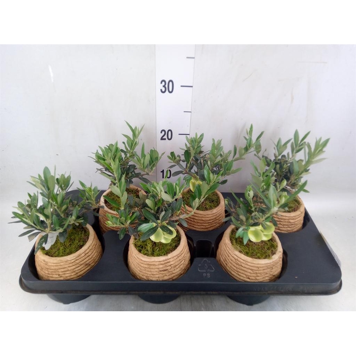 <h4>Arr.   Tuinplanten L%</h4>