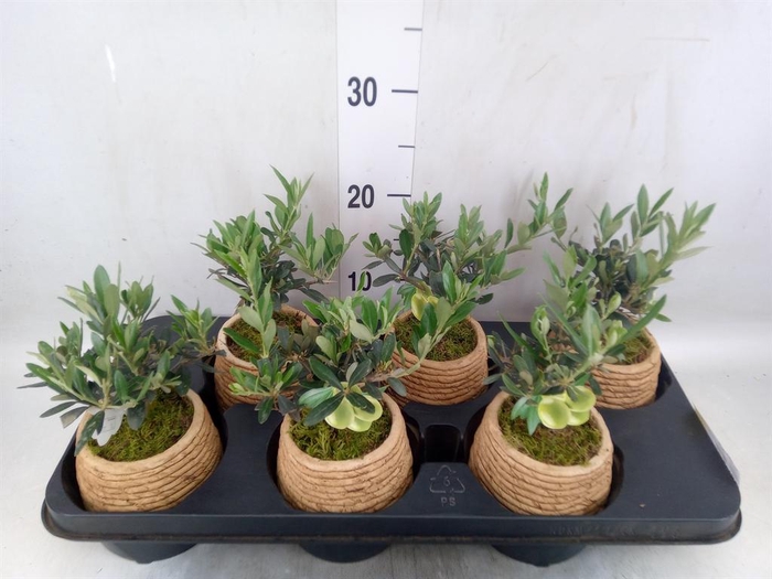 <h4>Arr.   Tuinplanten L%</h4>