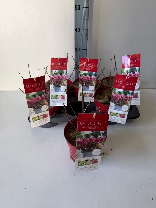 <h4>HYDR PANICULATA</h4>