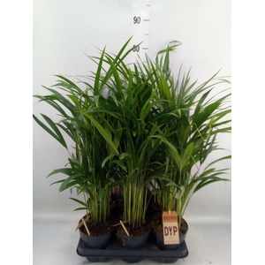 Dypsis lutescens   ...Chrysalidoca