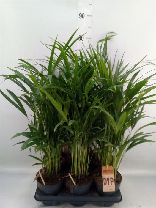 <h4>Dypsis lutescens   ...Chrysalidoca</h4>