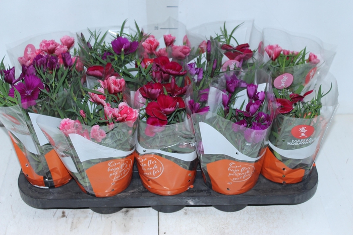 <h4>CRAVINEA P11</h4>