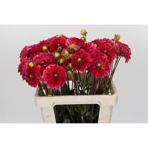 Dahlia Hullegie