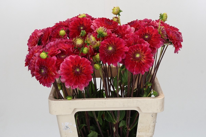 <h4>Dahlia Hullegie</h4>