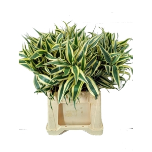 Dracaena sand.