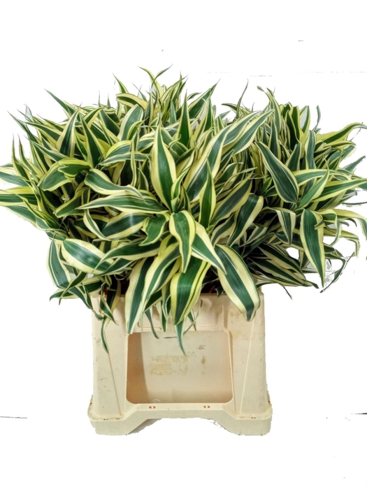 <h4>Dracaena sand.</h4>