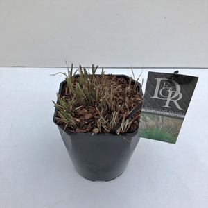 Graminées Miscanthus 'Adagio'