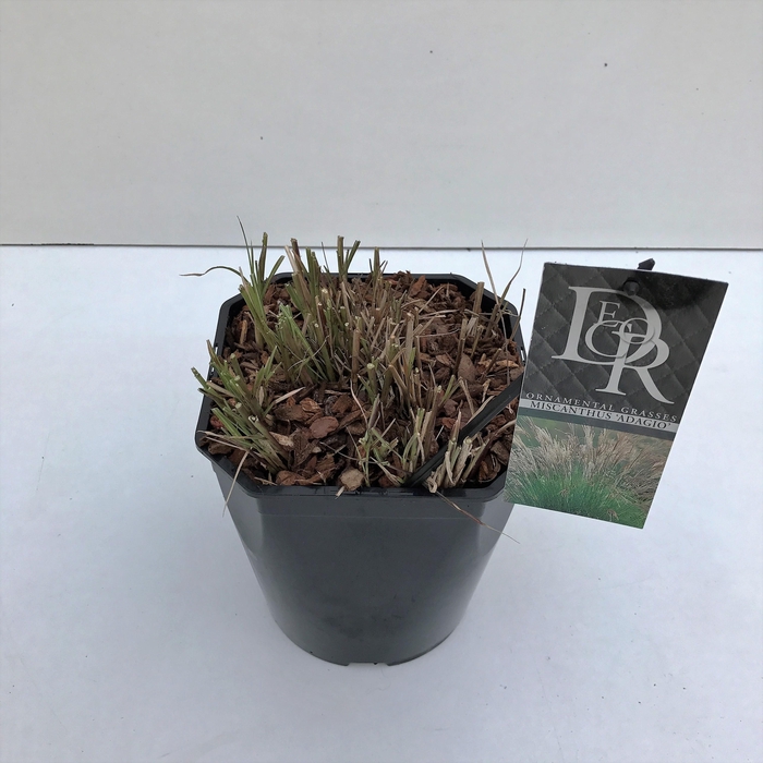 <h4>Graminées Miscanthus 'Adagio'</h4>