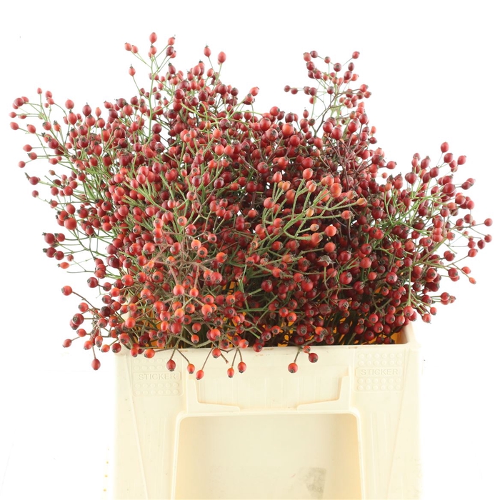 <h4>Rosa Prinsberry Fire</h4>