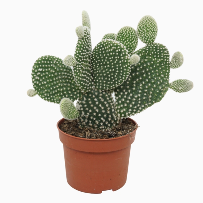 <h4>Opuntia microdasys 'Albispina' 10,5 cm</h4>