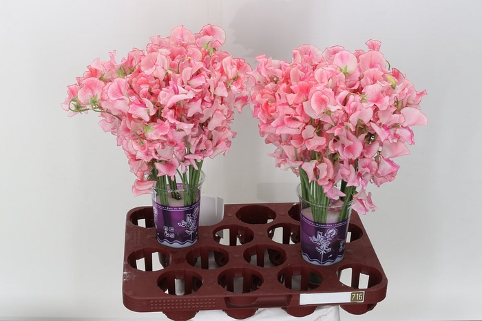 <h4>Lathyr Pink Wedding</h4>