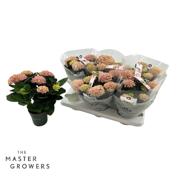 <h4>Hydrangea Macrophylla rose Magical Revolution roze 5-6 kop</h4>