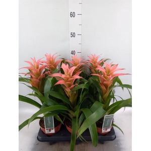 Guzmania  'Melissa'