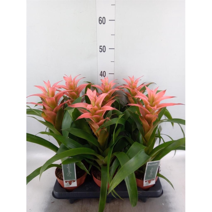 <h4>Guzmania  'Melissa'</h4>