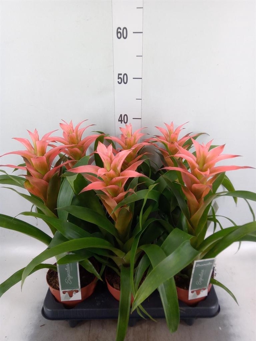 Guzmania  'Melissa'