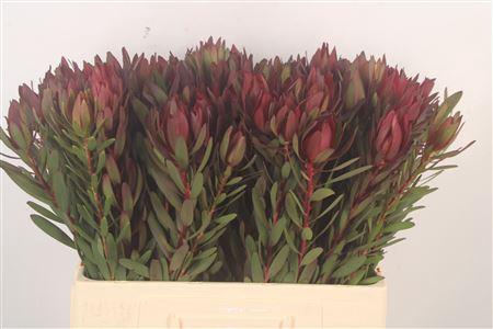 <h4>Leucad Saf Sunset</h4>