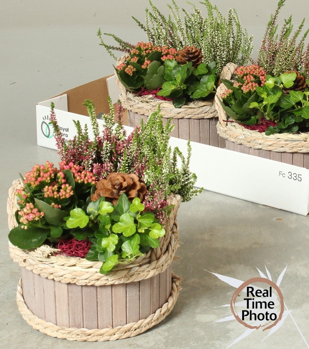 <h4>ARR TUINPLANTEN</h4>