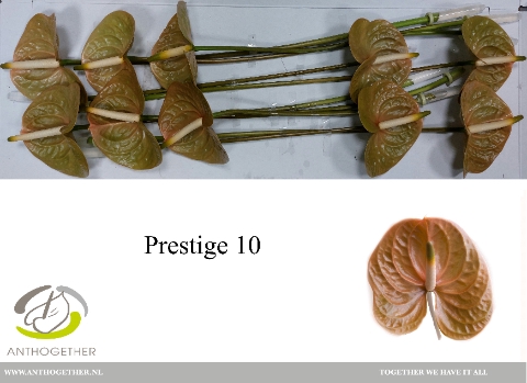 <h4>Anthurium Prestige</h4>