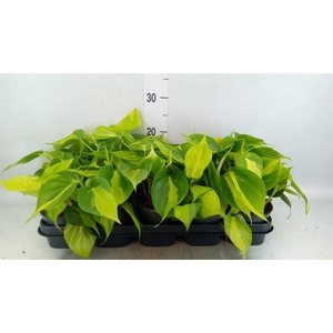Philodendron scand. 'Brasil'