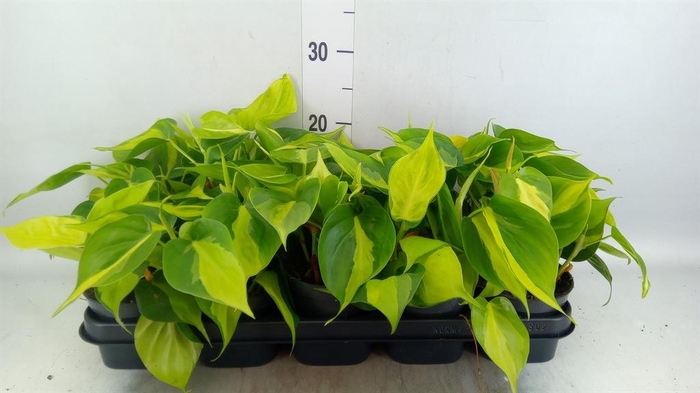 <h4>Philodendron scand. 'Brasil'</h4>