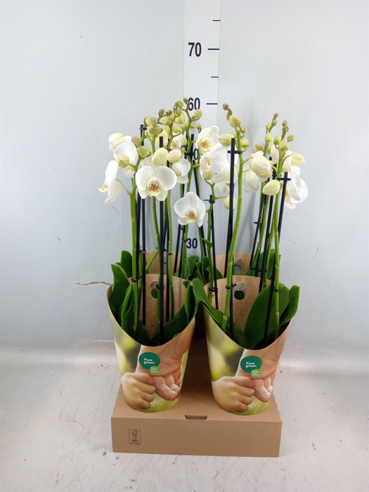 <h4>Phalaenopsis   ...white</h4>