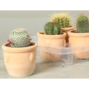 CACTUS OV