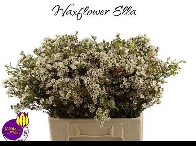 <h4>CHAME UN ELLA</h4>