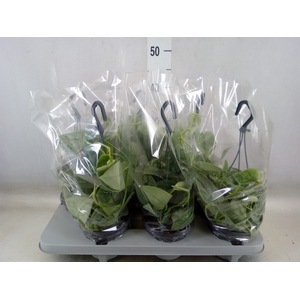Scindapsus pictus 'Silvery Ann'