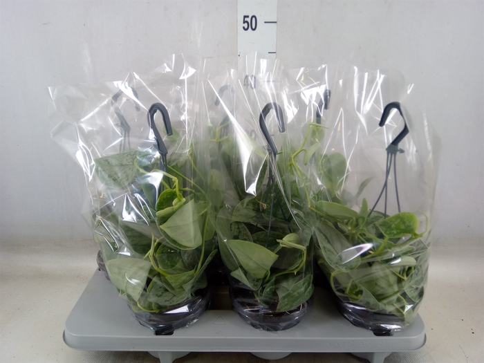 <h4>Scindapsus pictus 'Silvery Ann'</h4>