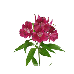 ALSTROEMERIA POMPEII 080 CM