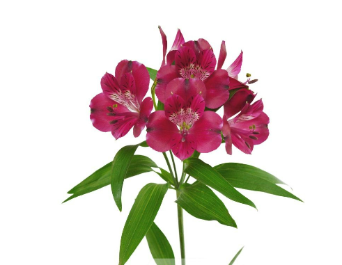 <h4>ALSTROEMERIA POMPEII 080 CM</h4>