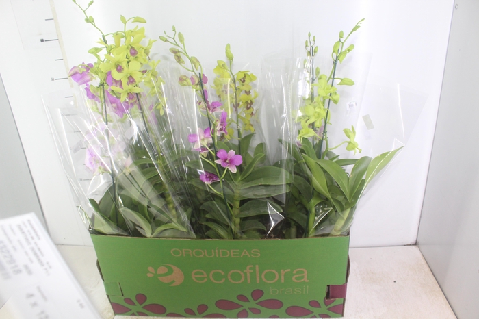 <h4>DENPHALAEN P15</h4>