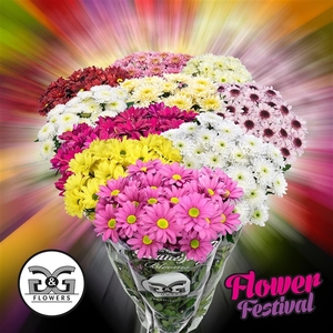 Flower Festival Mix G&G Flowers Naaldwijk