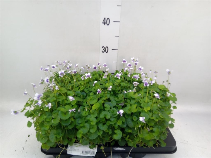 <h4>Viola   ...</h4>