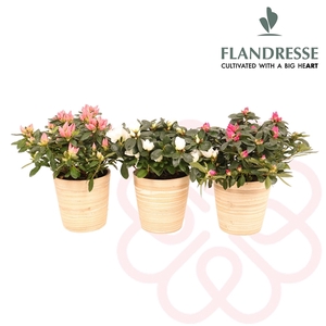 Azalea Flandresse® Bamboe M